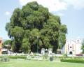 View Árbol del Tule Album